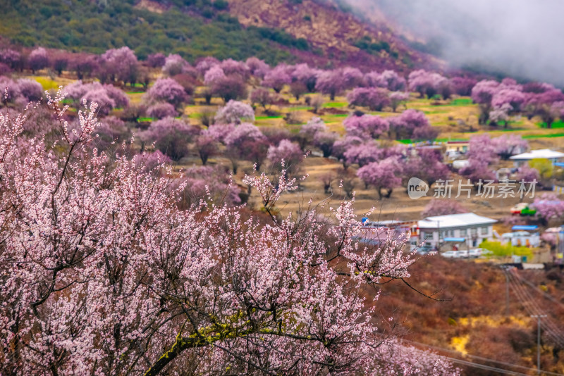 西藏林芝桃花园