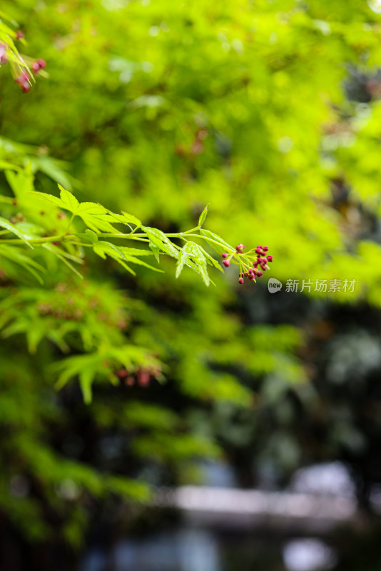 枫叶嫩芽 春天 雨水