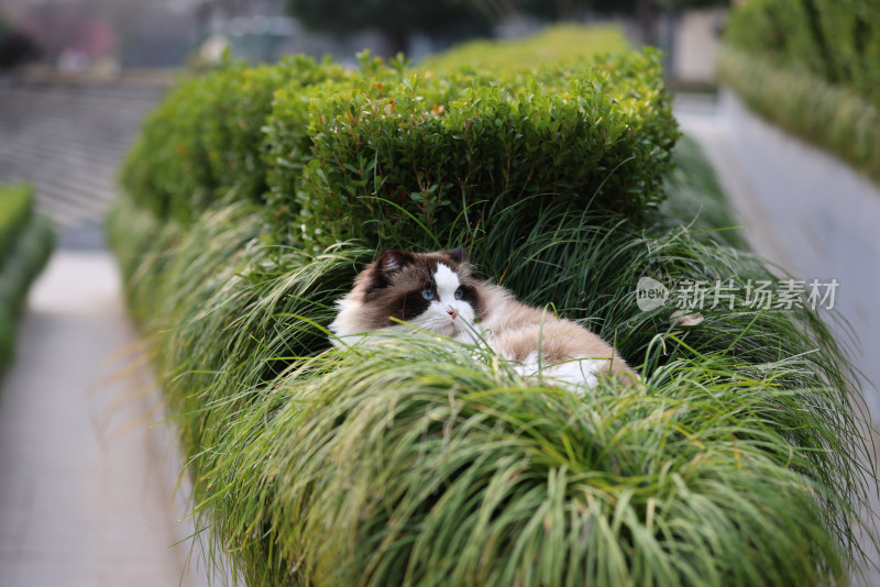 一只在草地上的布偶猫 海豹双色雄性种猫