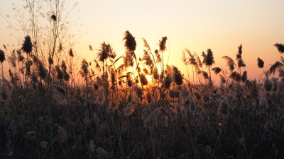 逆光中芦苇荡剪影景象