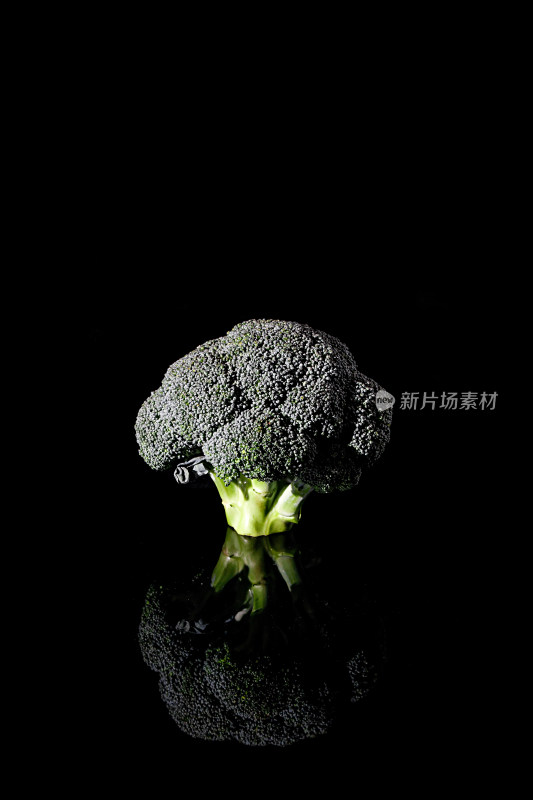 黑色背景上的一颗绿色蔬菜西兰花