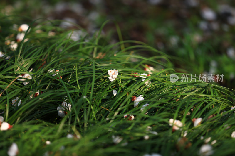 草地上凋零的花瓣