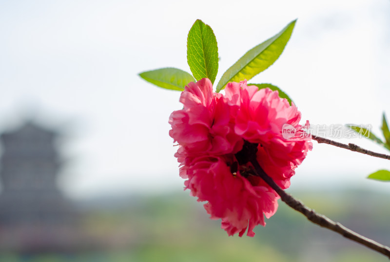 绽放的桃花特写