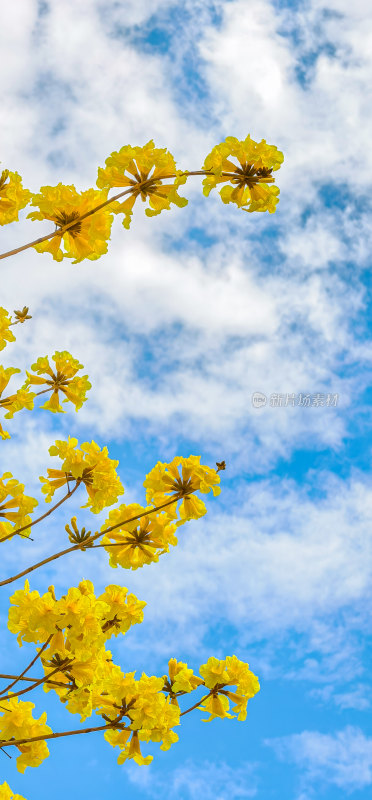 春天佛山澜石公园盛开的黄花风铃木