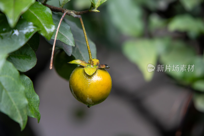 乌柿金弹子盆栽植物特写