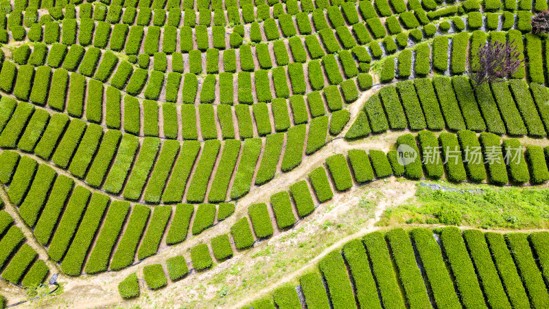 大自然茶园茶叶茶山美景景色航拍