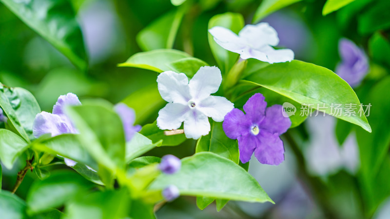 双色茉莉开花特写