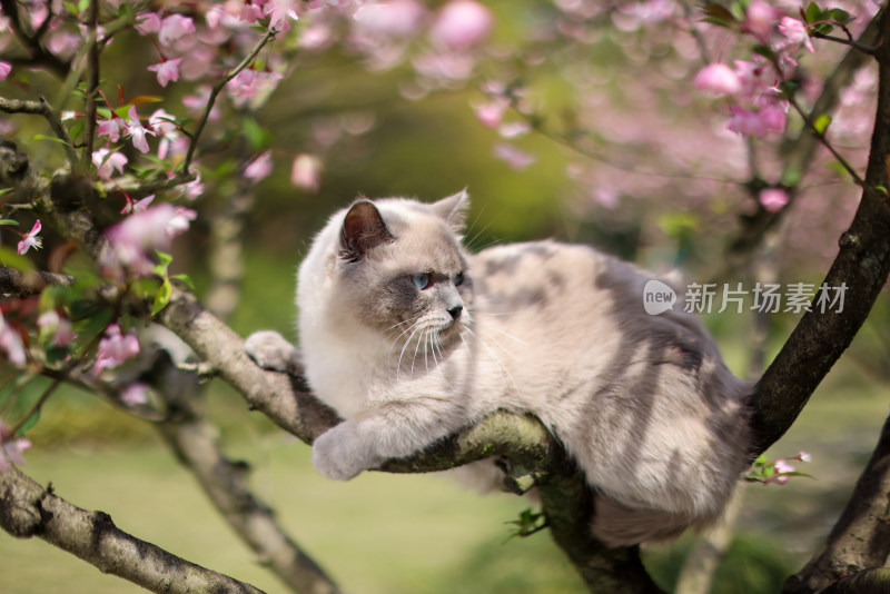 海棠花和英国短毛猫