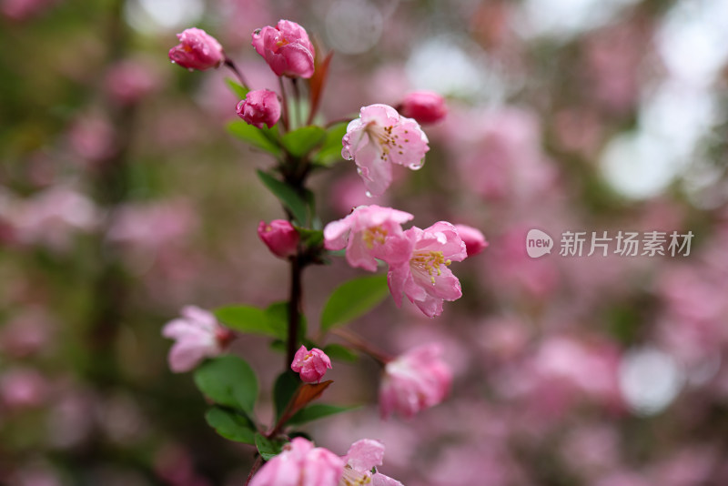 海棠花 垂丝海棠 春天