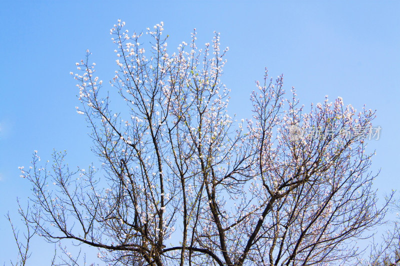 花朵植物春天天空风景背景自然户外