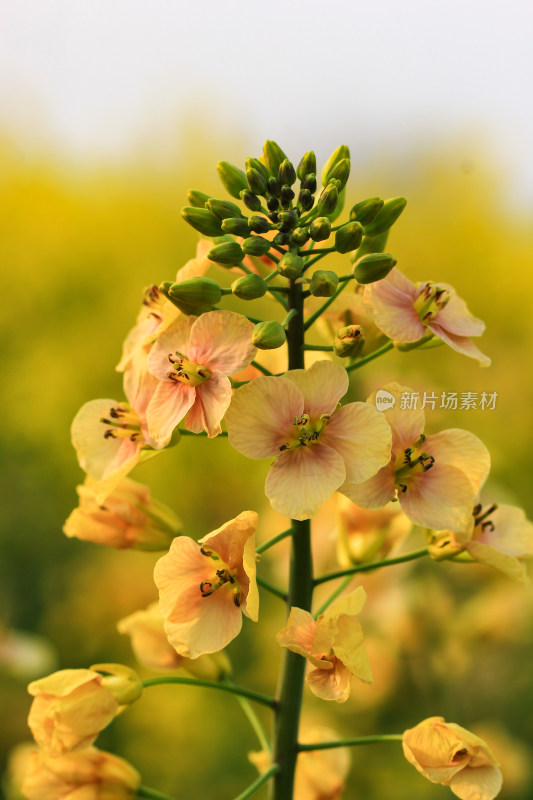 彩色的油菜花