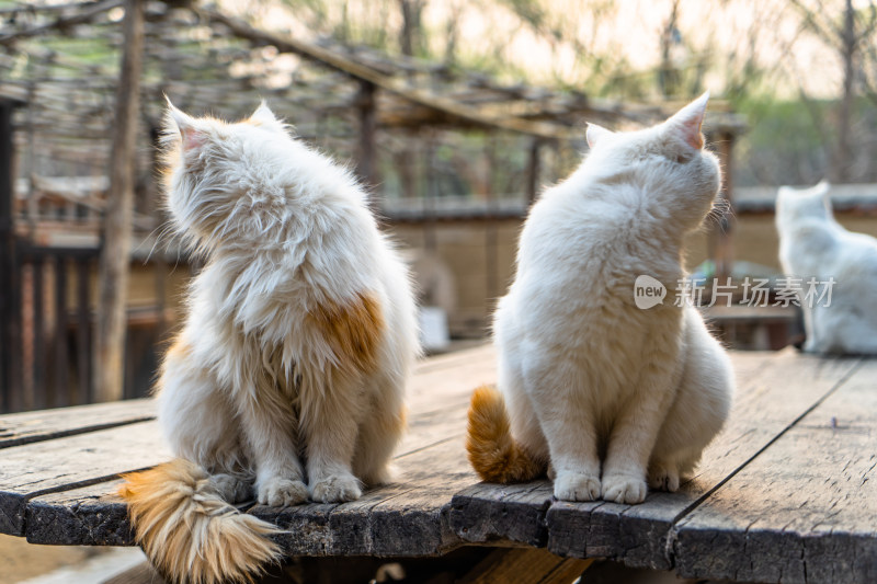 院子中的猫老旧木桌