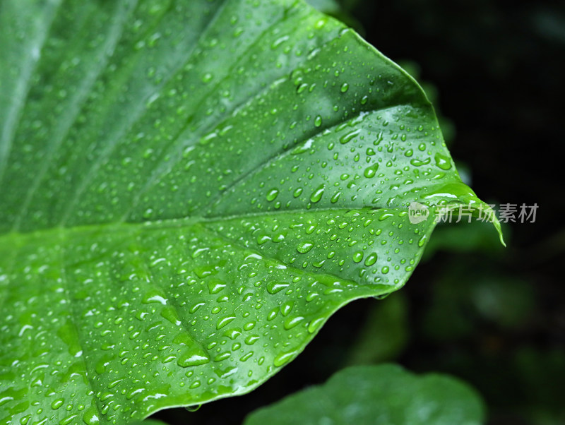 春天绿色的树叶叶子和雨滴水滴露水