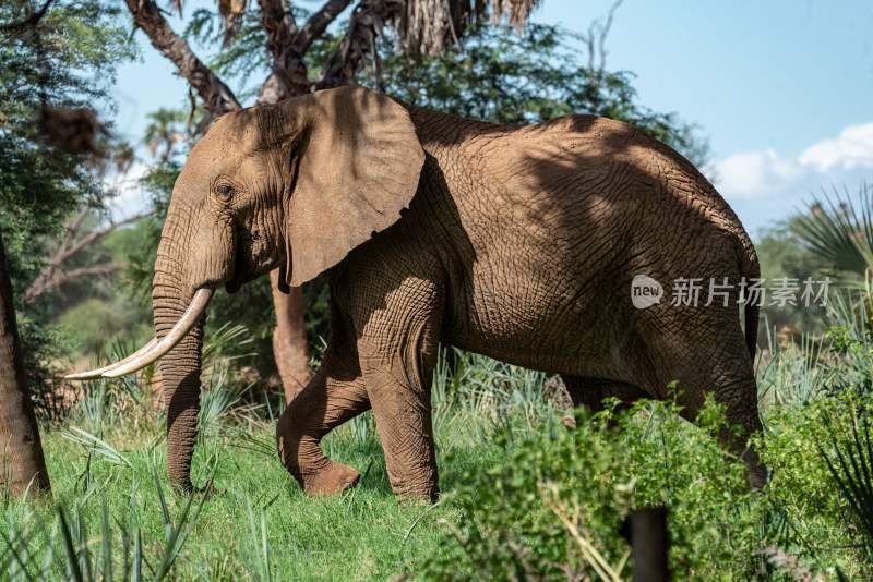 野生动物大象亚洲象