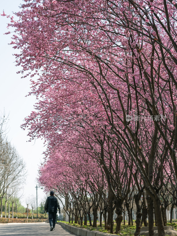 春天梅花盛开的公园小路