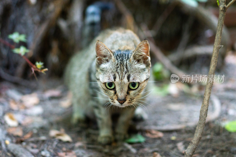 猫趴在地上排泄