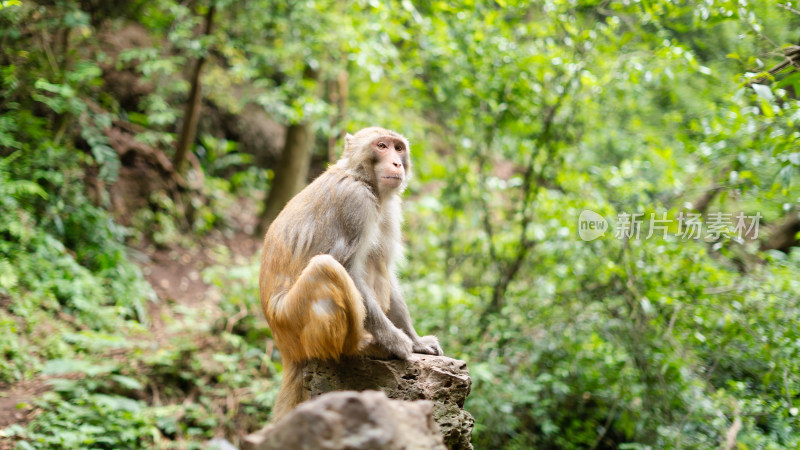 贵阳黔灵山公园路边的猴子