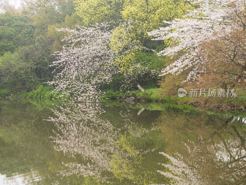 杭州西湖花港观鱼风景