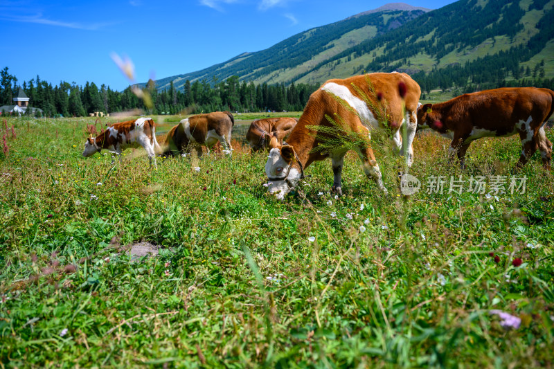 夏季新疆阿勒泰喀纳斯草原上的牛群