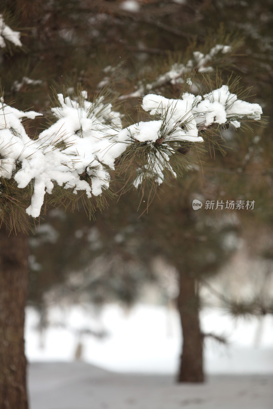 冬季白雪在松树枝头