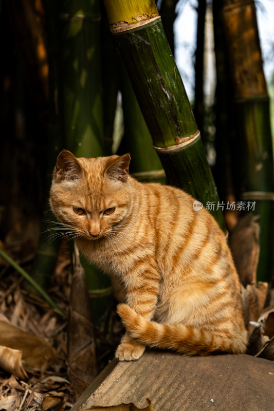 可爱橘猫写生