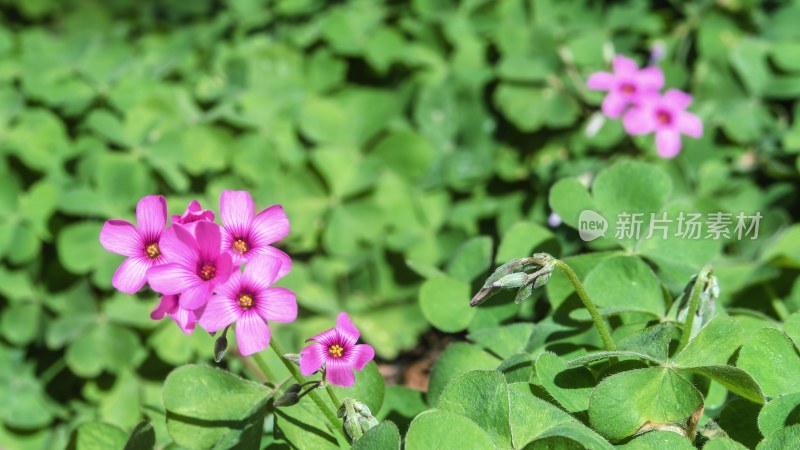 粉色小花与绿叶植物特写关节酢浆草