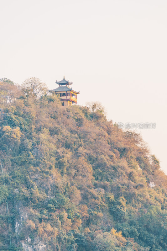 秋天山上变黄的树叶-广西柳州驾鹤山