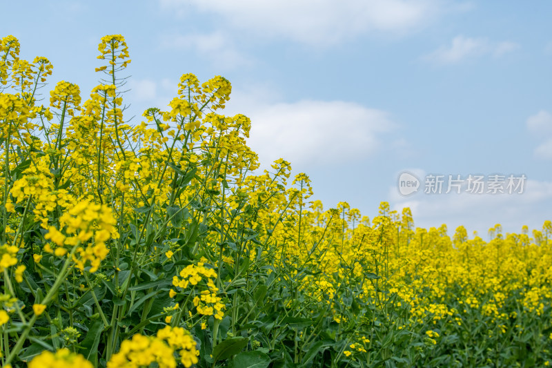 春天盛开的油菜花