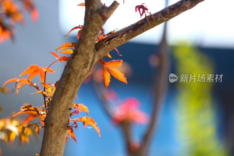 特写秋日植物枝叶