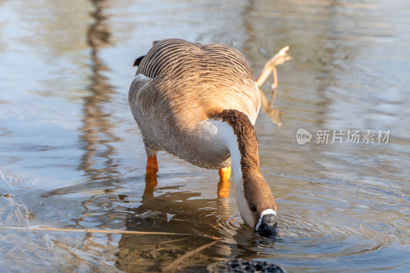 大雁在岸边觅食 北京奥林匹克森林公园