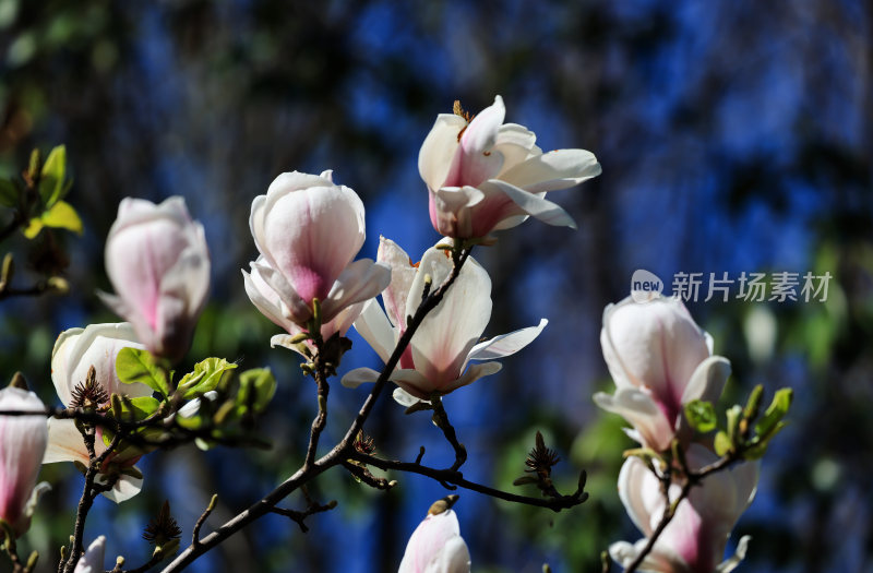 春暖花开春意浓