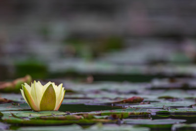 池塘中的荷花莲花