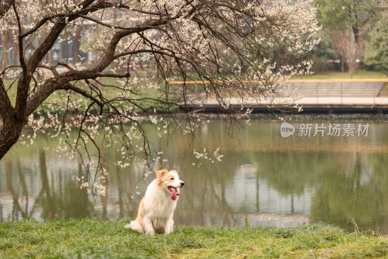 在草地上玩飞盘的边境牧羊犬