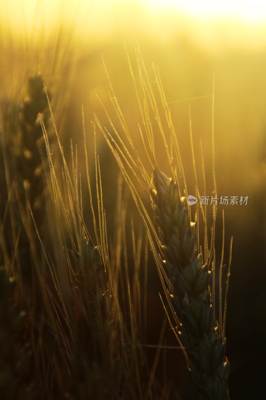 麦子麦田麦子地