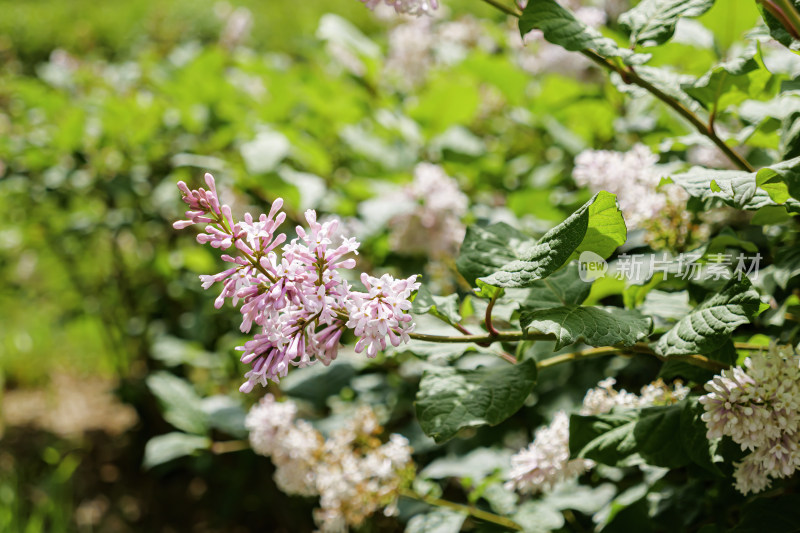 红丁香花枝