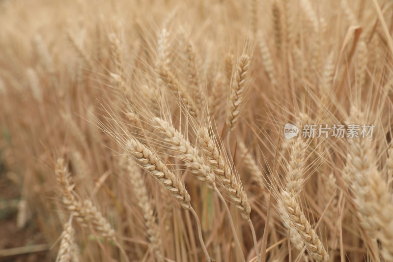 麦田麦子地成熟的小麦