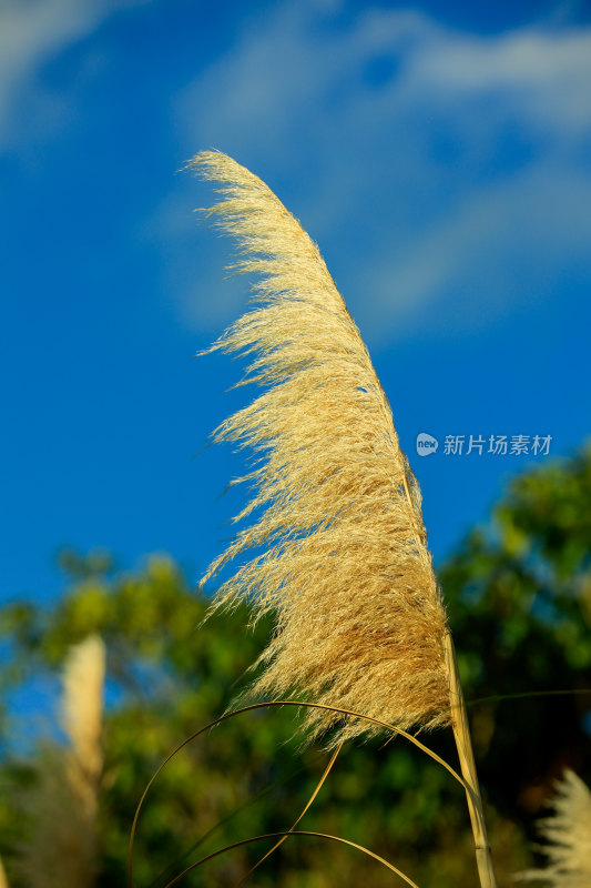 蓝天背景下的蓬松芦苇