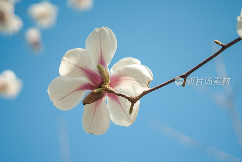 蓝天下盛开的玉兰花特写