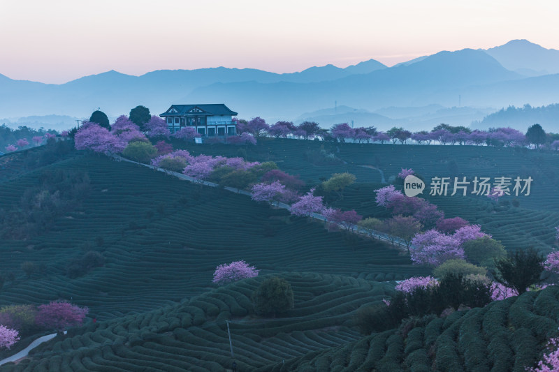 龙岩永福台品樱花茶园