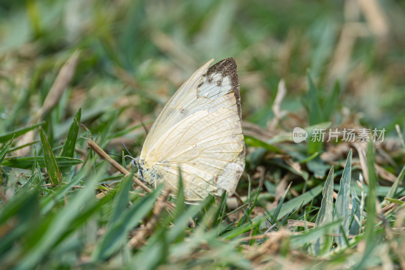 草地上蝴蝶的特写镜头