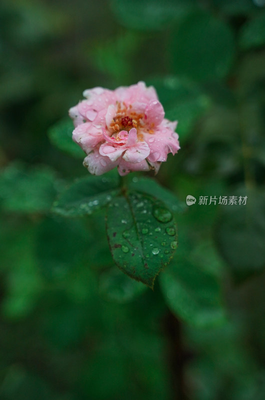 雨中的玫瑰