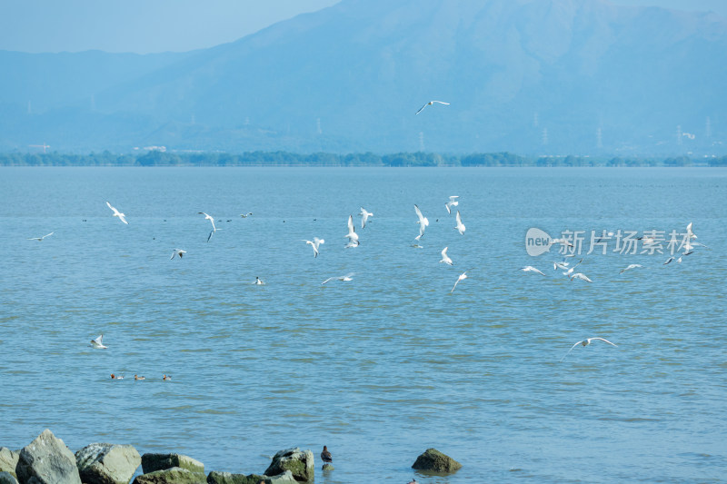 海面上飞翔的海鸥