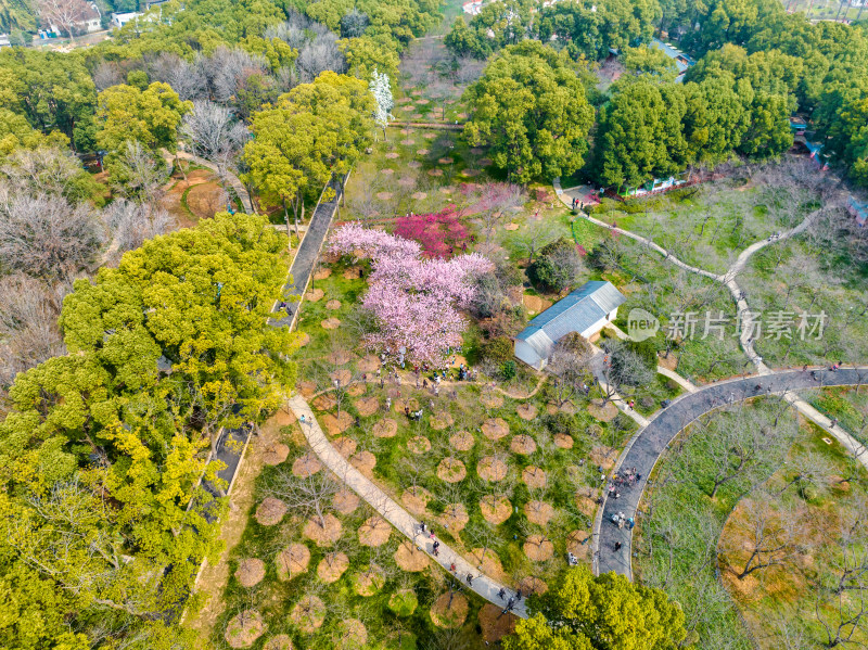 武汉东湖樱花园开园日的早樱景色