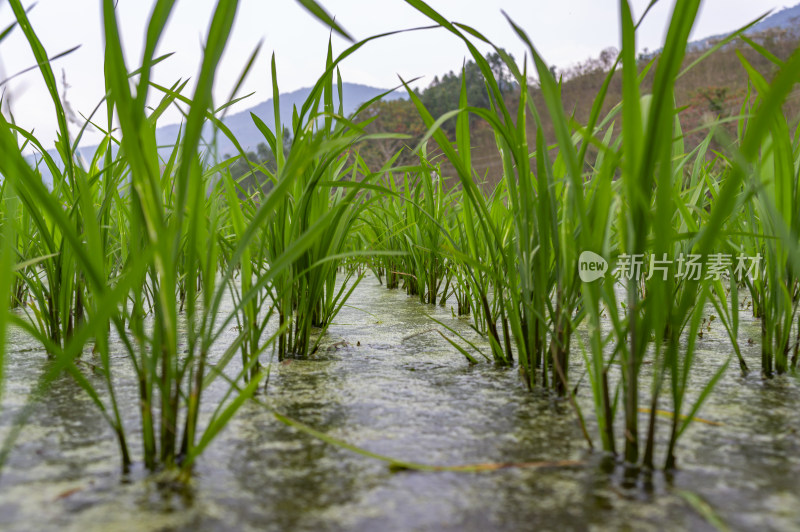 水稻秧苗特写