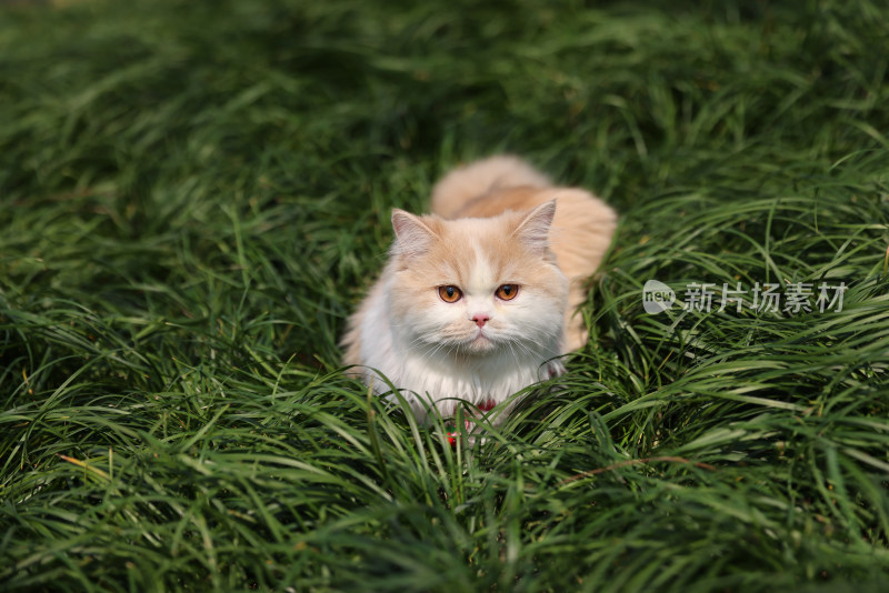 一只在绿色草地上的乳白英国长毛猫