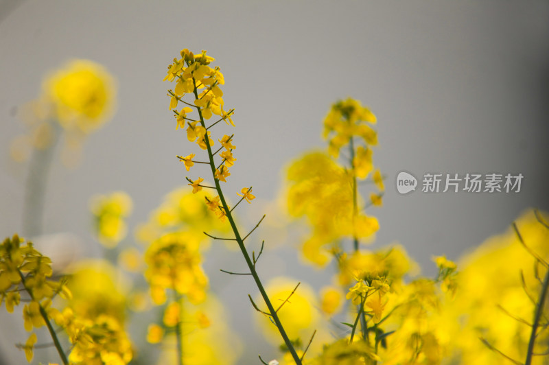 油菜花盛开