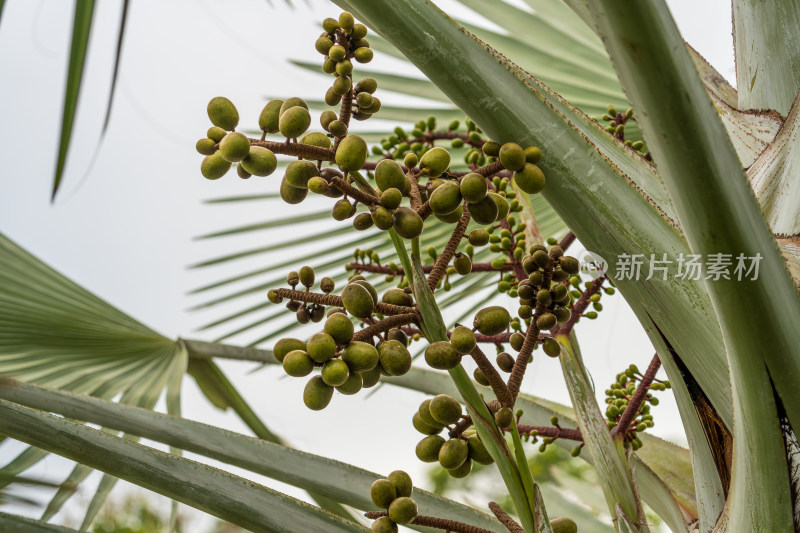 树枝上挂着的一串绿色棕榈果果实