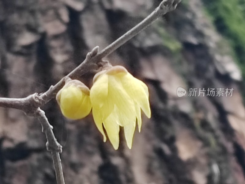 树枝上含苞待放的黄色腊梅花