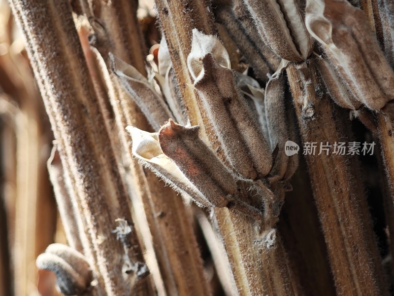 枯萎植物特写尽显秋日萧瑟之态