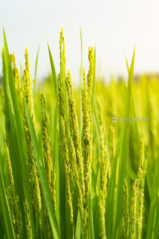 中国东北八月份带稻花的水稻